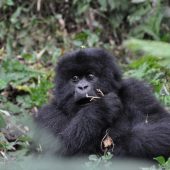  Juvenile Gorilla (Rwanda)